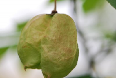 Staphylea pinnata - klokoč zpeřený - zrající plod
